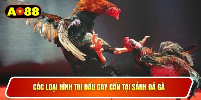 Các loại hình thi đấu gay cấn tại sảnh đá gà