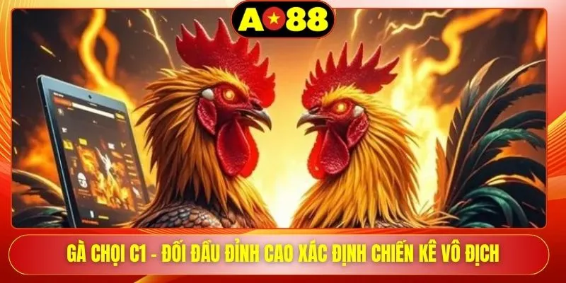 Gà Chọi C1 - Đối Đầu Đỉnh Cao Xác Định Chiến Kê Vô Địch
