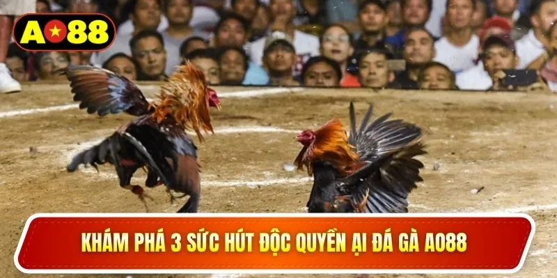 Khám phá 3 sức hút độc quyền ại đá gà ao88